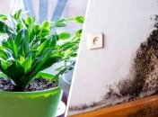 Споры плесени оказывают вредное воздействие на здоровье