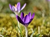 Как встретить весну-2020: советы для Знаков Зодиака