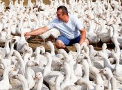 Роман Дрига серед своїх гусей