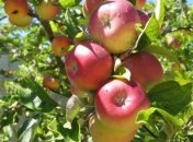 Украинским фермерам увеличили размер финансовой помощи