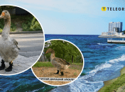 Гусак у чобочях