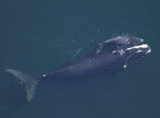 Маневренные и акустически скрытные: киты вдохновили ученых на создание новых роботов