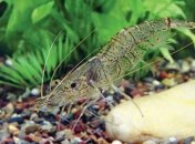 Креветки могут оживать после глубокой заморозки