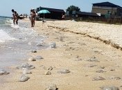 Пляжі в Кирилівці знову заполонили медузи: свіжі фото