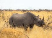 В Намибии численность диких зверей увеличивается