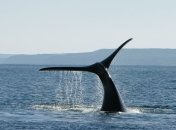 Сердце, работающее в разных режимах: ученые "нащупали" пульс у синего кита 