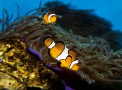 Риба-клоун Amphiprion ocellaris