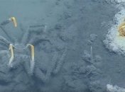 В Мексиканском заливе обнаружили смертоносное озеро (Видео)