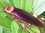 Ученые объяснили уникальную живучесть тараканов