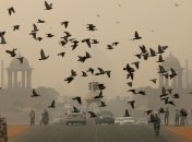 В Дели из-за сильного смога закрыли школы