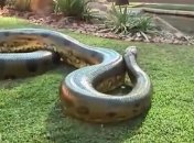 В Африке показали самую старую анаконду (Видео)