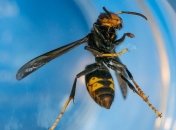 Ужасно большие: самые гигантские жуки в мире (Фото)