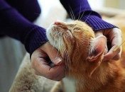 Ученые сделали удивительное заявление о кошках