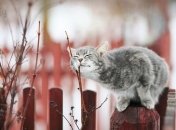 Котик радуется началу весны