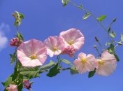 15 июня 2015, приметы дня. Хороший шанс «сплести» себе будущее