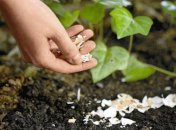 Как использовать яичную скорлупу для огорода