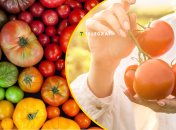 Их уникальный вкус создан с помощью вулканической почвы