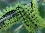 Ученые показали самую ядовитую гусеницу в мире