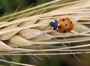 В мире прогнозируется производство 2,3 млрд т зерна