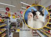 Котики часто встречаются в "Авроре"