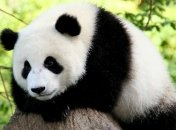 Ученые оценили шансы млекопитающих на выживание