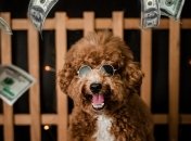 Комусь вдасться розбагатіти у Новому році