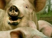 На части территории Харькова объявлен карантин из-за встпышки АЧС