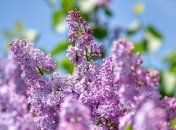 В Україні прогнозують до 24° тепла та короткочасні дощі