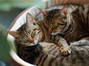 Эти смешные коты поднимут настроение! 