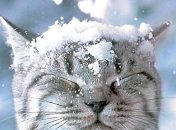 Сніжитиме 2 лютого у багатьох регіонах