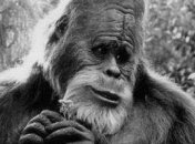 Ученые выяснили истинное происхождение йети