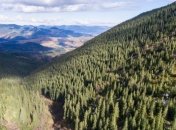 Президент наложил вето на закон о контрабанде леса