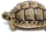 320 черепах пытался вывезти из Мексики российский студент