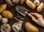 Как правильно поливать картофель