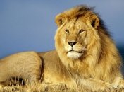 В течении 20 лет Африка потеряет до 50% популяции львов