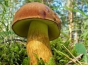 Бразильские ученые сделали сенсационное открытие