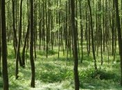 Робот, сажающий деревья