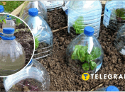 Куди подіти пусті пляшки на дачі