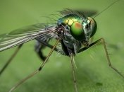 Стало известно, сколько процентов известных видов насекомых находятся на грани вымирания