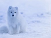 В Антарктиде пройдет марш за права животных (Фото)