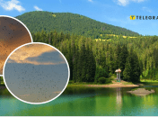 Світязь атакують мошки