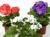 Комнатные растения, приносящие удачу и счастье в дом