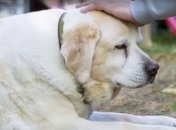 Новый Хатико: собака Джорджа Майкла до сих пор ждет хозяина у мемориала (Видео)