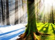 Остап Семерак: Изменения климата в Украине "не к добру"