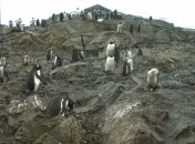 Школьники из Украины помогут ученым считать пингвинов