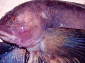 Ученые обнаружили рыбу на рекордно большой глубине