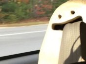 Смешные картинки для поднятия настроения