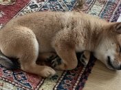 Публикация Маска вызвала рост криптовалюты