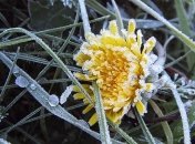 Украинцев предупредили о ночных заморозках - какой регион в опасности