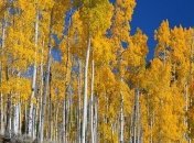 В Америке умирает лес, в котором все деревья имеют общую корневую систему